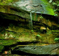 Strickland State Forest - Accommodation in Brisbane