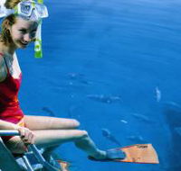 Roy Rufus Artificial Reef Dive Site - Accommodation in Brisbane