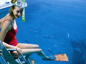 Roy Rufus Artificial Reef Dive Site - Accommodation in Brisbane 0