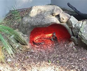 Blackbutt Reserve - Accommodation in Brisbane 8