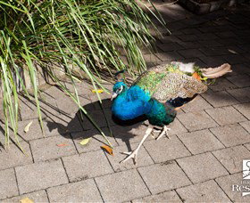 Blackbutt Reserve - Accommodation in Brisbane 6