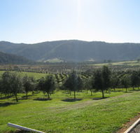 Hastings Valley Olives - Accommodation in Brisbane