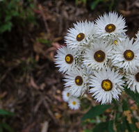 Hastings Forest Way touring route - Accommodation in Brisbane