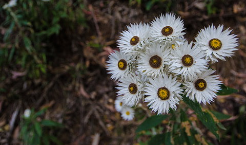 Hastings Forest Way Touring Route - Accommodation in Brisbane 0