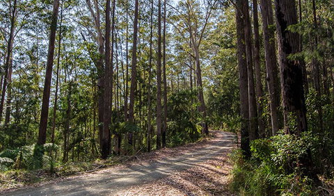 Hastings Forest Way Touring Route - Accommodation in Brisbane 1
