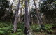 Hastings Forest Way Touring Route - thumb 2