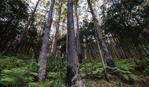 Hastings Forest Way Touring Route - Accommodation in Brisbane 2