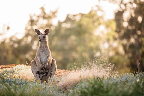 Golden Door Elysia Health Retreat And Spa - Accommodation in Brisbane 4