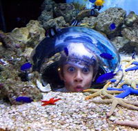 Sea Life Sunshine Coast - Accommodation in Brisbane