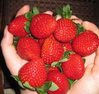 The Strawberry Farm - Accommodation in Brisbane