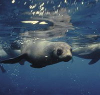 Wilsons Promontory Marine National Park - Accommodation in Brisbane