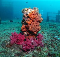 HMAS Brisbane Dive Site - Accommodation in Brisbane