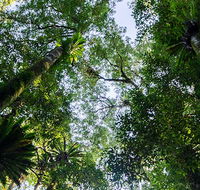 Botanic walk - Accommodation in Brisbane