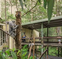 Daisy Hill Koala Centre - Accommodation in Brisbane