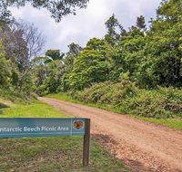 Antarctic Beech picnic area - Accommodation in Brisbane