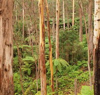 Cycle Mogo State Forest - Accommodation in Brisbane