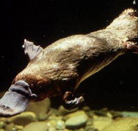 Platypus Pool - Accommodation in Brisbane