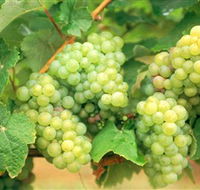 Red Tail Wines - Accommodation in Brisbane