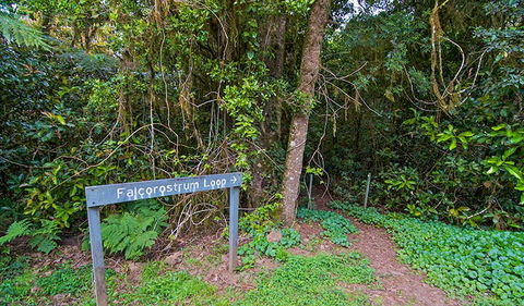Falcorostrum Loop Walking Track - Accommodation in Brisbane 0