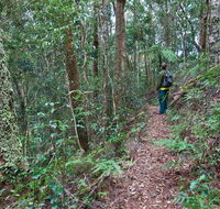 Blackbutt walking track - Accommodation in Brisbane
