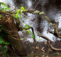 Mogo Bushwalk - Accommodation in Brisbane