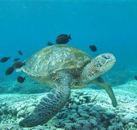 Flinders Reef Dive Site - Accommodation in Brisbane