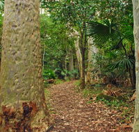 Depot Beach Rainforest walk - Accommodation in Brisbane