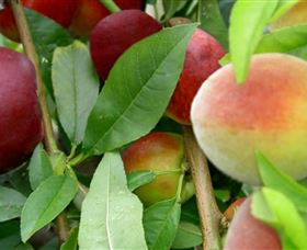 Rollands Plains NSW Accommodation in Brisbane