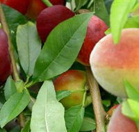 Fruit Salad Tree Company - Accommodation in Brisbane