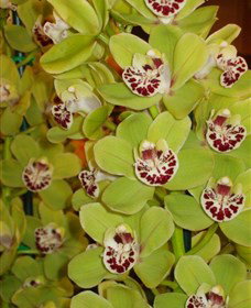Tinonee Orchid Nursery - Accommodation in Brisbane 1
