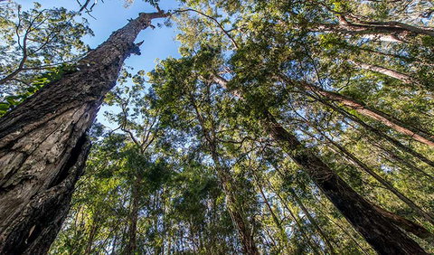 Brimbin Nature Reserve - Accommodation in Brisbane 3