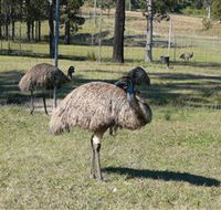 Glen Ian Ostrich and Emu Farm - Accommodation in Brisbane