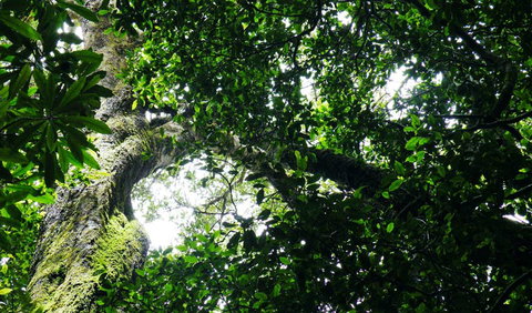 Wollumbin National Park - Accommodation in Brisbane 1