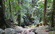 Wollumbin National Park - thumb 2