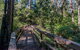 Dawson River Walking Track - thumb 3