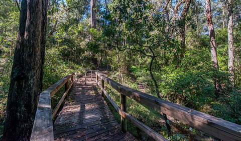 Dawson River Walking Track - Accommodation in Brisbane 3