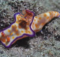Curtain Artificial Reef Dive Site - Accommodation in Brisbane