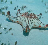 The Pines Dive Site - Accommodation in Brisbane