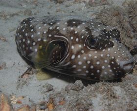 Tangalooma Wrecks Dive Site - Accommodation in Brisbane 2
