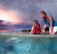 Tangalooma Dolphin Feeding - Accommodation in Brisbane