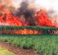 Reeves Family Sugar Cane Farm - Accommodation in Brisbane