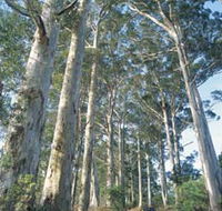 The Great Forest Trees Drive - Accommodation in Brisbane