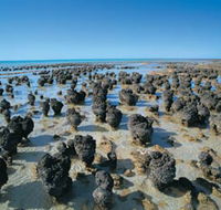 Hamelin Pool Stromatolites - Accommodation in Brisbane