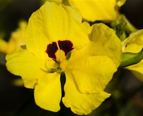 Flora - Accommodation in Brisbane 1