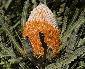 Flora - Accommodation in Brisbane 2