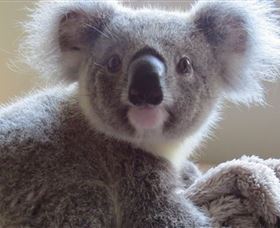 Koala Care Centre In Lismore - Accommodation in Brisbane 0