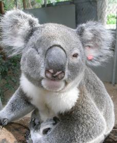 Koala Care Centre In Lismore - Accommodation in Brisbane 1
