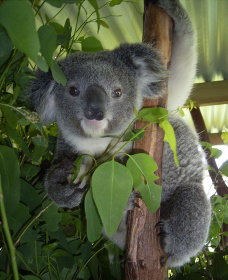 Koala Care Centre In Lismore - Accommodation in Brisbane 2