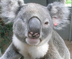 Koala Care Centre In Lismore - Accommodation in Brisbane 3