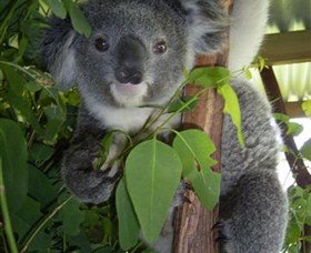 Koala Care Centre In Lismore - Accommodation in Brisbane 4